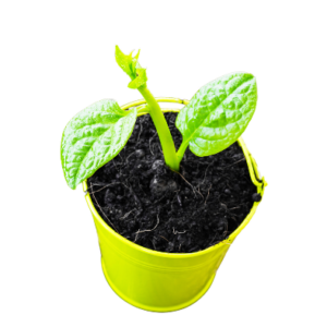 Let Love Grow Plant Favour