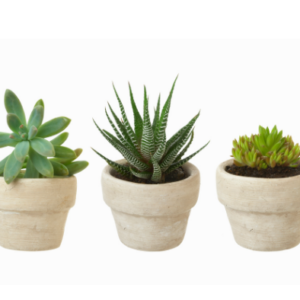Little Succulent Trio